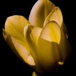 Lit Tulip