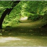 Long Timber Woods 2, Ivybridge