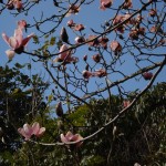 Magnolias