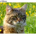 Maine Coon