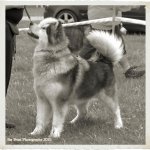 Malamute Portrait