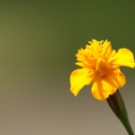 Marigold