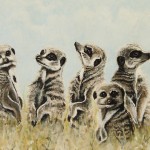 Meerkats