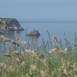 Mew Stone off Berry Head, Brixham