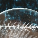 detail of fennel and fern leaf within ice clear dish 2015