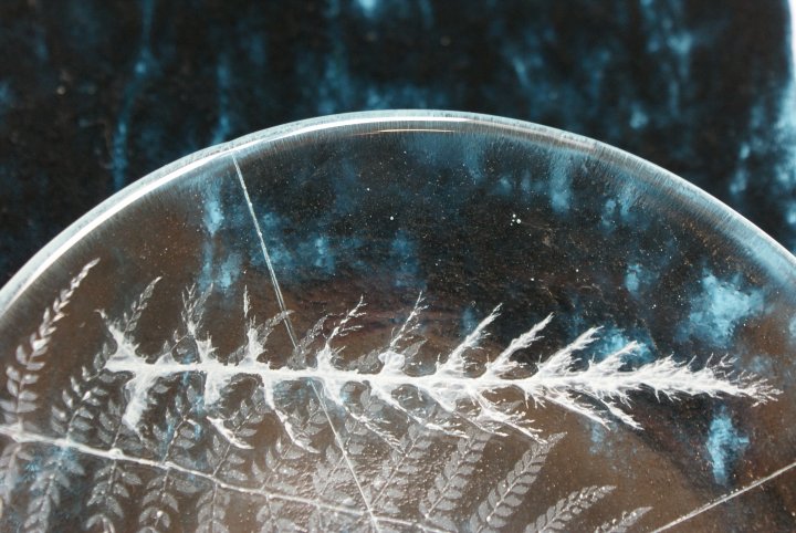 detail of fennel and fern leaf within ice clear dish 2015