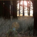 New Years Day in Richmond Park