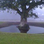 oak in a moat