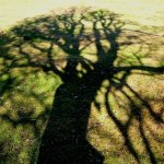 Oak Shadow