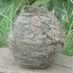 oak vessel