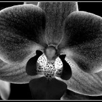 Orchid