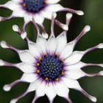 Osteospermum