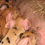 Oxford sandy & black piglets at Occombe Farm