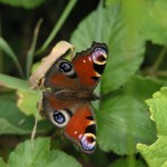 Peacock butterfly found on site.