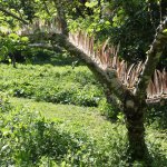 Pheasant Apple Tree 2