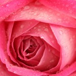 pink rose