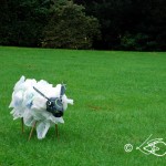 Plastic Bag Sheep 1