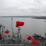 Poppies