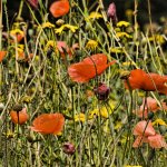 Poppy Colour