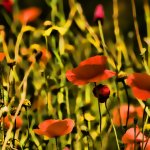 Poppy Field