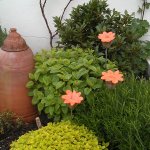 Poppy Heads in the herb border