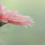 Pretty Pink Gerbera