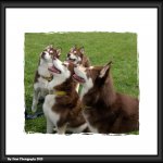 Red Husky Sisters