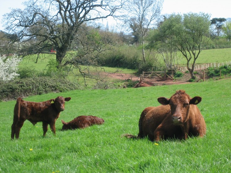 Red ruby cows grazing the SSSI at Occombe Farm