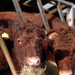 Red Rubys in the farmyard