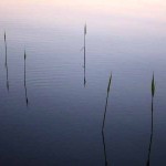 Reeds on a Swedish Lake