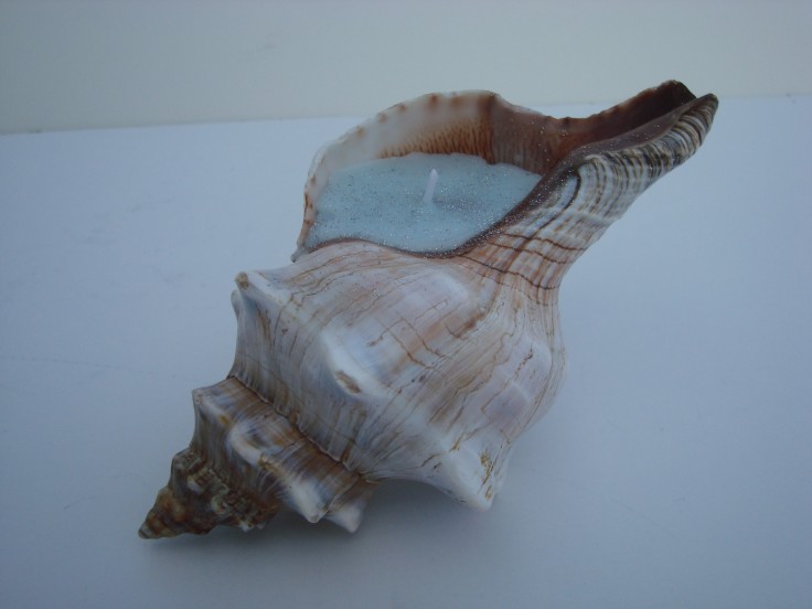 Shell Candle