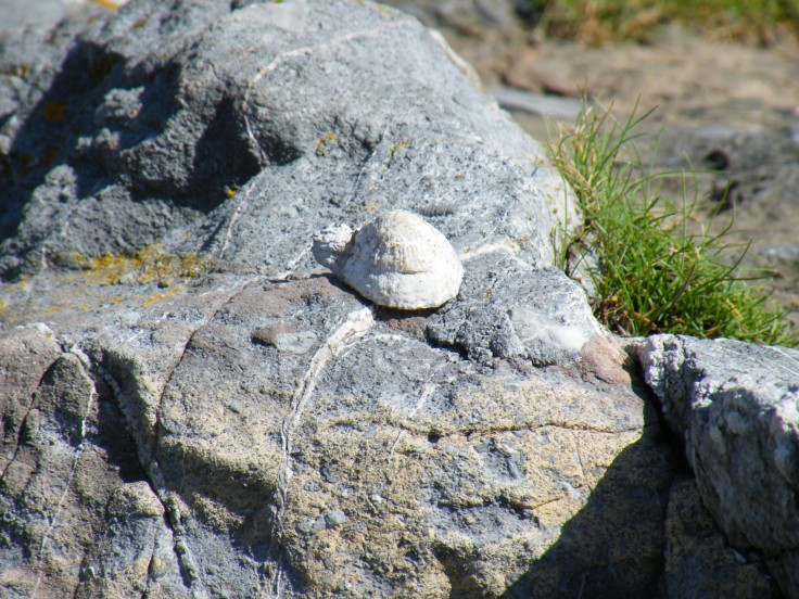 Shellplicity by Aaron Morton