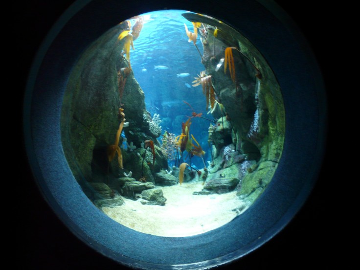 Side view point of Eddystone Reef Tank