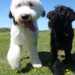 Sniffing out the future at Berry Head National Nature Reserve