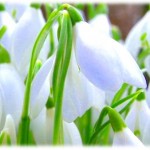 Snowdrops