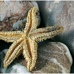 Starfish