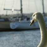 swan at the turf