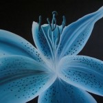 Teal Lily