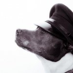 The dog in the hat