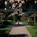 The Rose Garden at Cockington