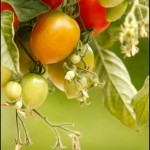 Tomatoes on the vine