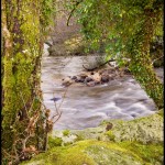 Trees of moss