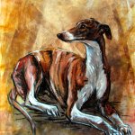 whippet