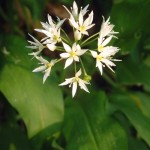 Wild garlic