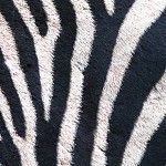 Zebra 1