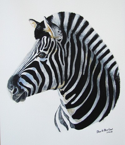 Zebra