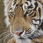 New International wildlife artist in Torquay