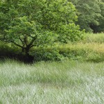 South Devon Area of Outstanding Natural Beauty