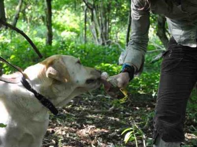 Truffle Speaks: An audio foray into the non-human world.