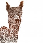 Alpaca Print / Illustrators and Printmakers